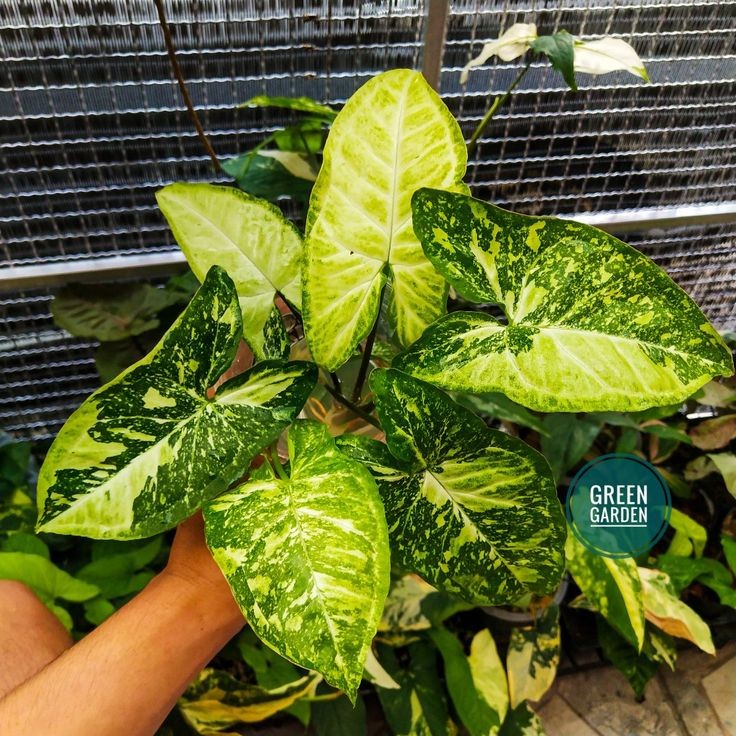 Syngonium Panda Galaxy