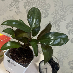 Philodendron Black Cardinal