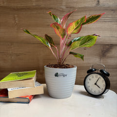 Aglonema Pink Lipstick