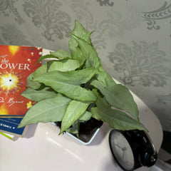 Syngonium Holly
