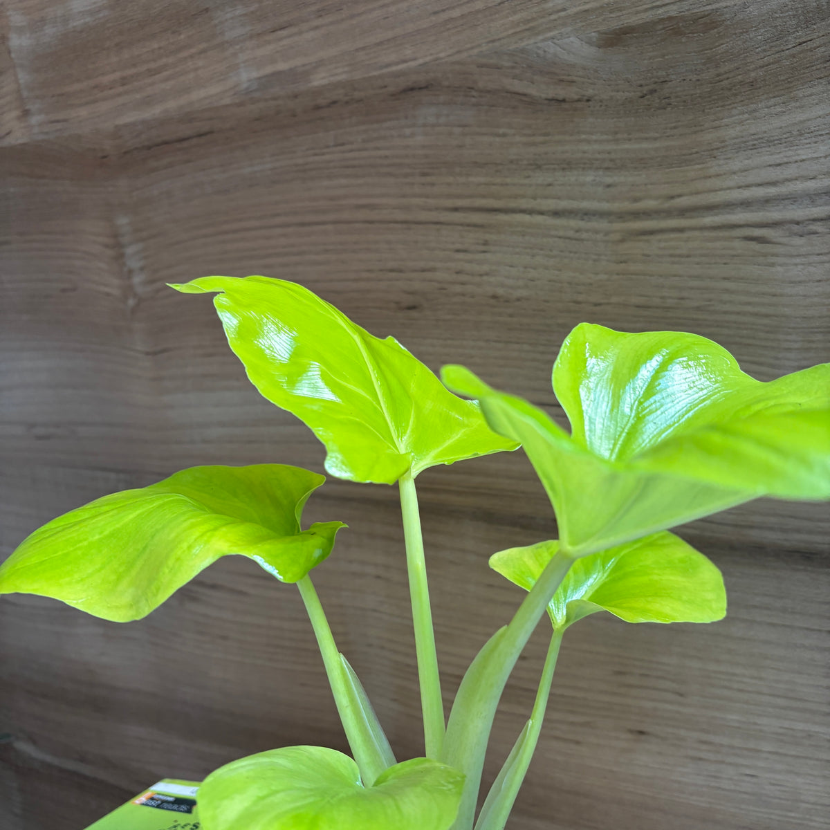 Philodendron Hope Selloum Gold