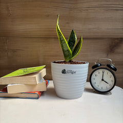 Sansevieria Laurentii