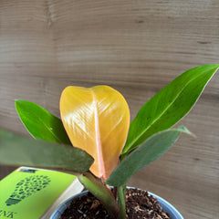 philodendron prince of orange