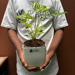 Philodendron Burl Marx variegated