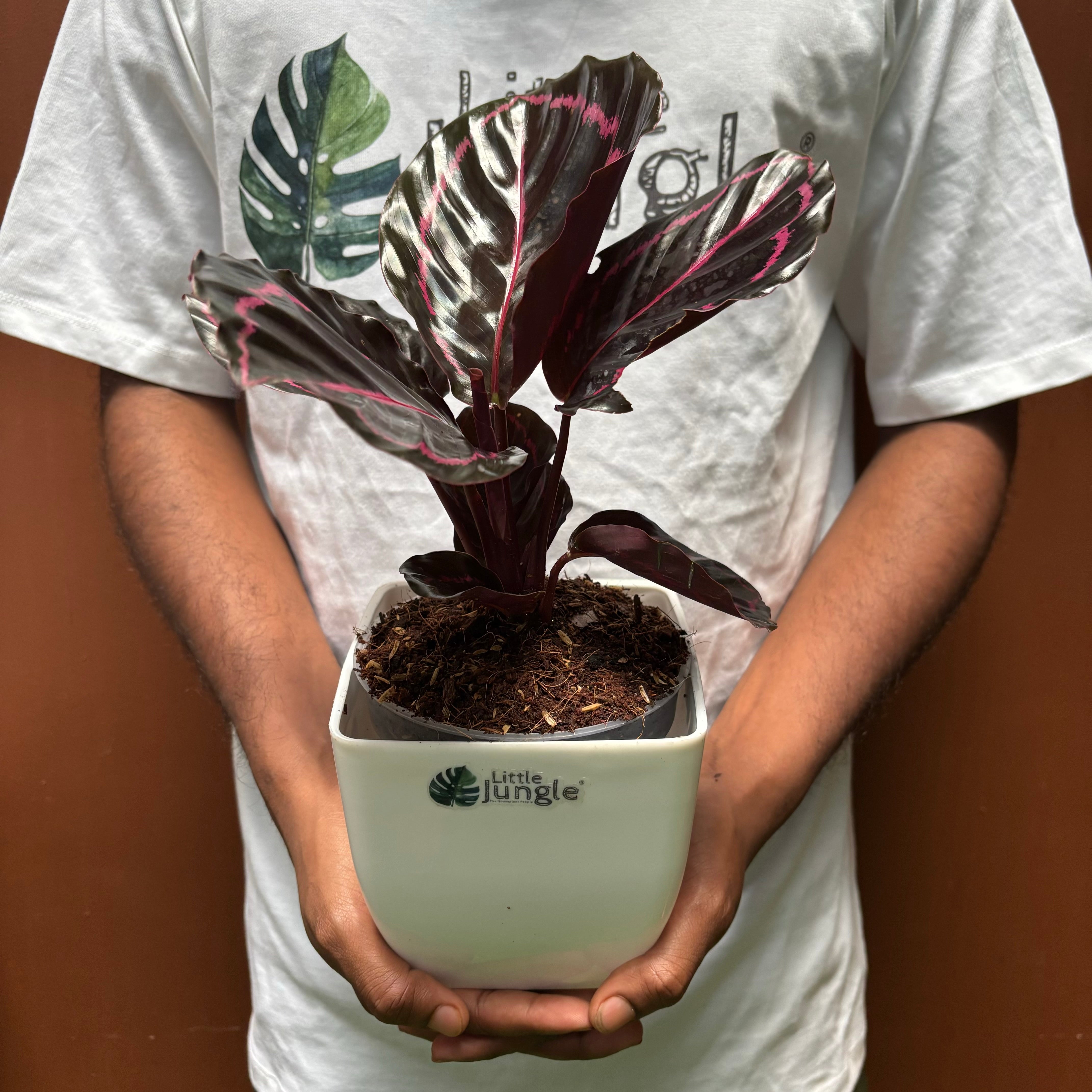 Calathea Rosopicta, with 5.5 inches white decor pot