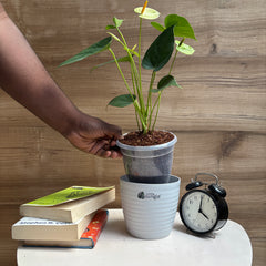 Anthurium yellow