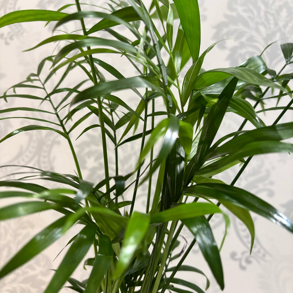 Bamboo Palm plant
