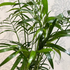 Bamboo Palm plant