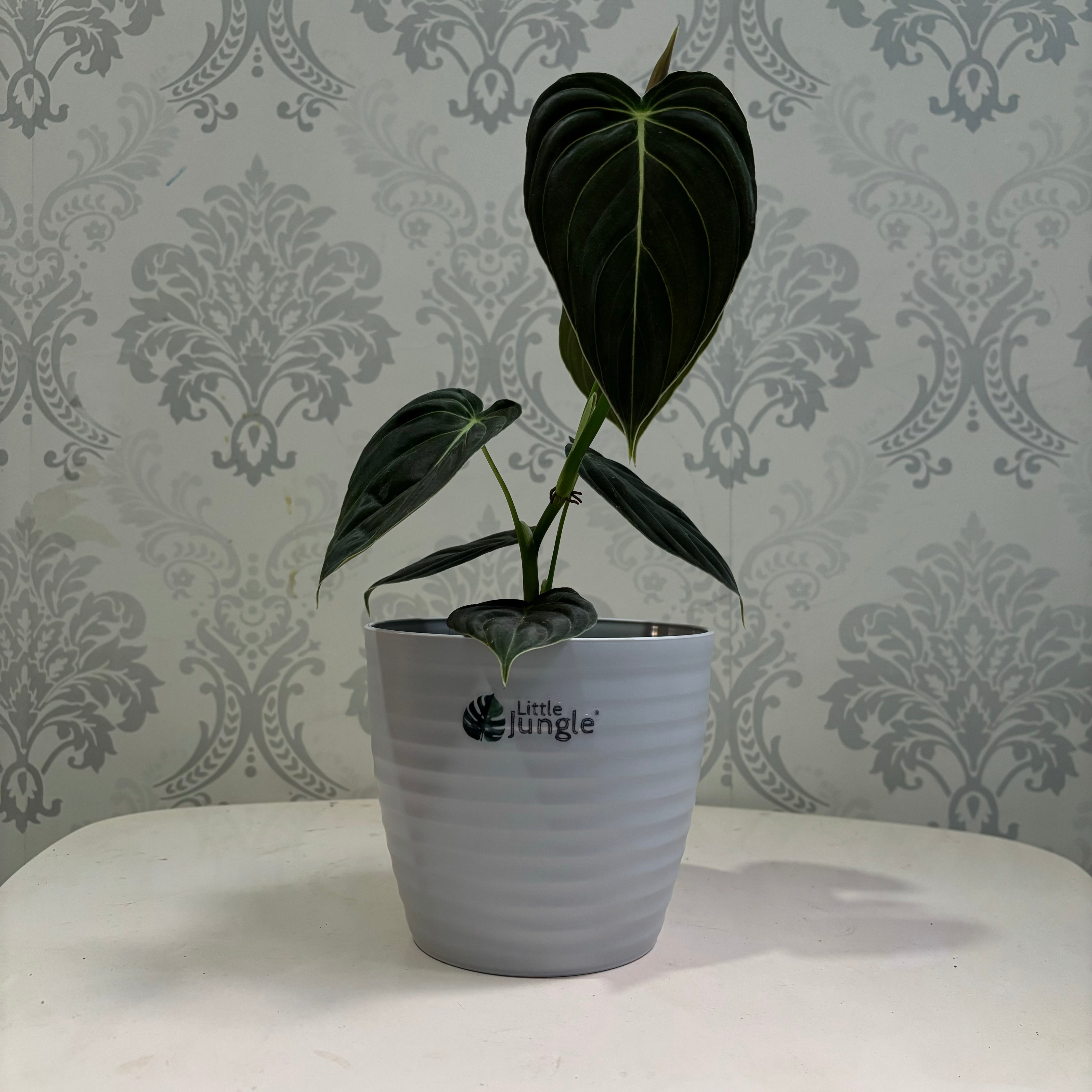 Little jungle Decora 5 Planters(Pack of 4) With out Holes ..(Grey)
