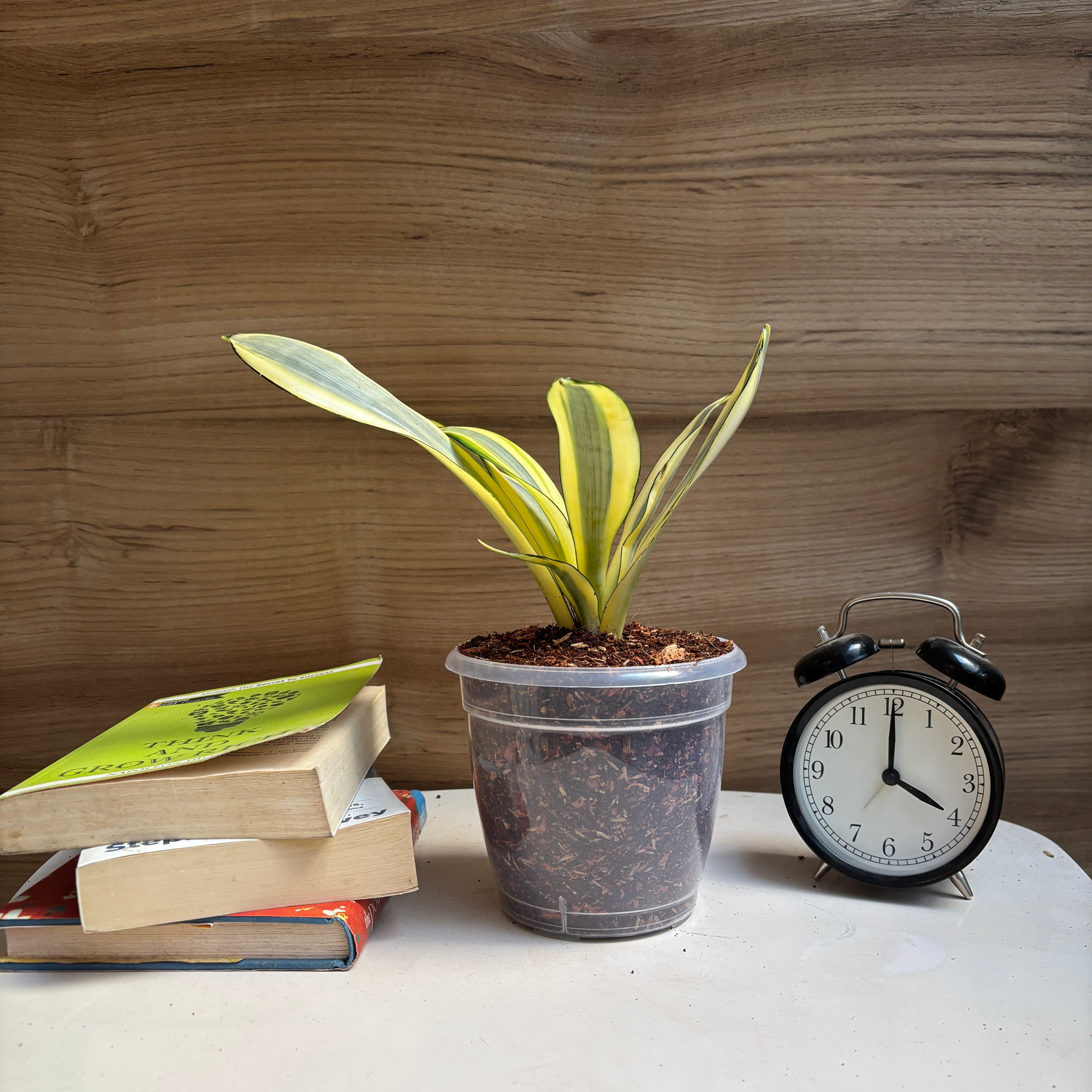 Sansevieria gold dust