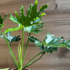 philodendron hope