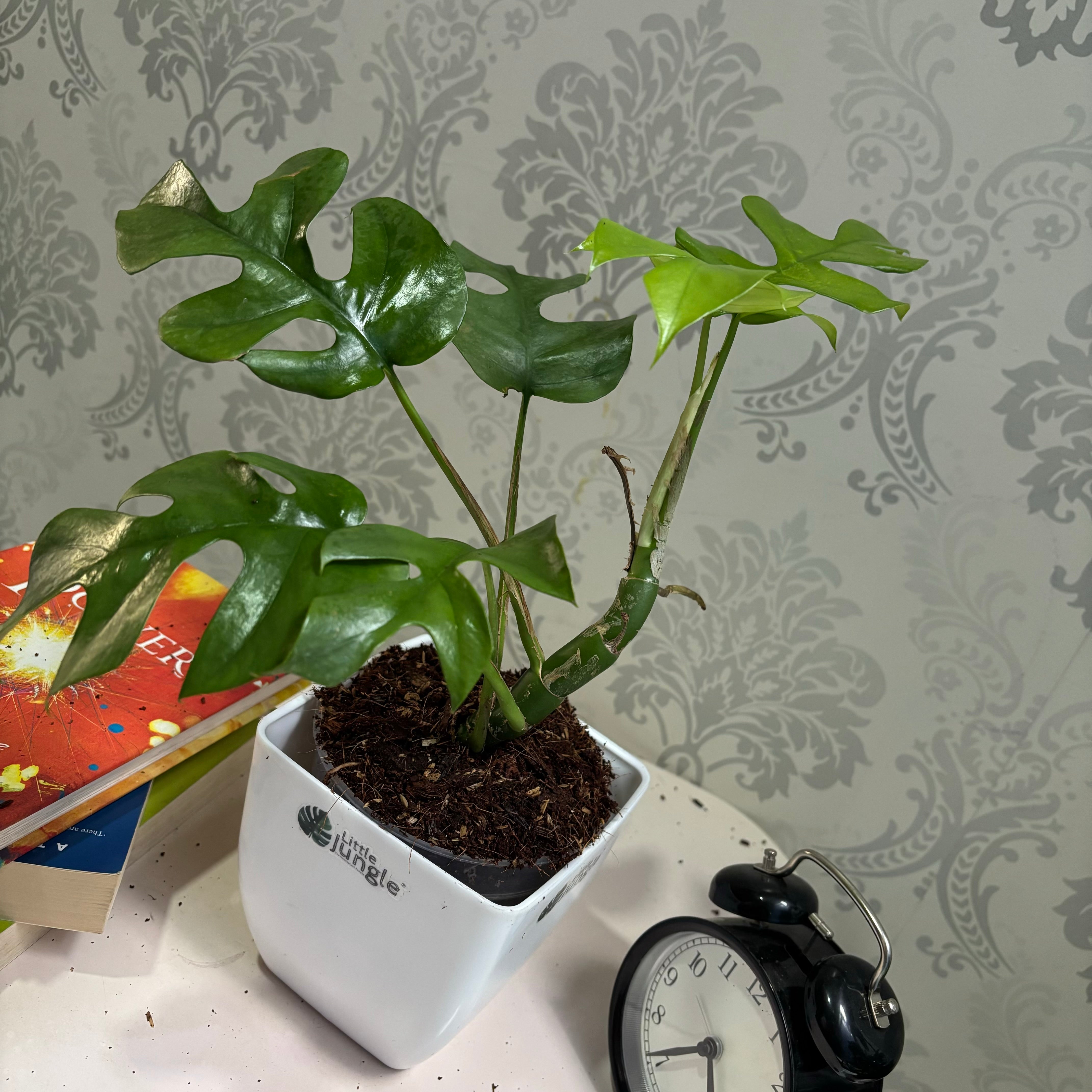 Mini Monstera