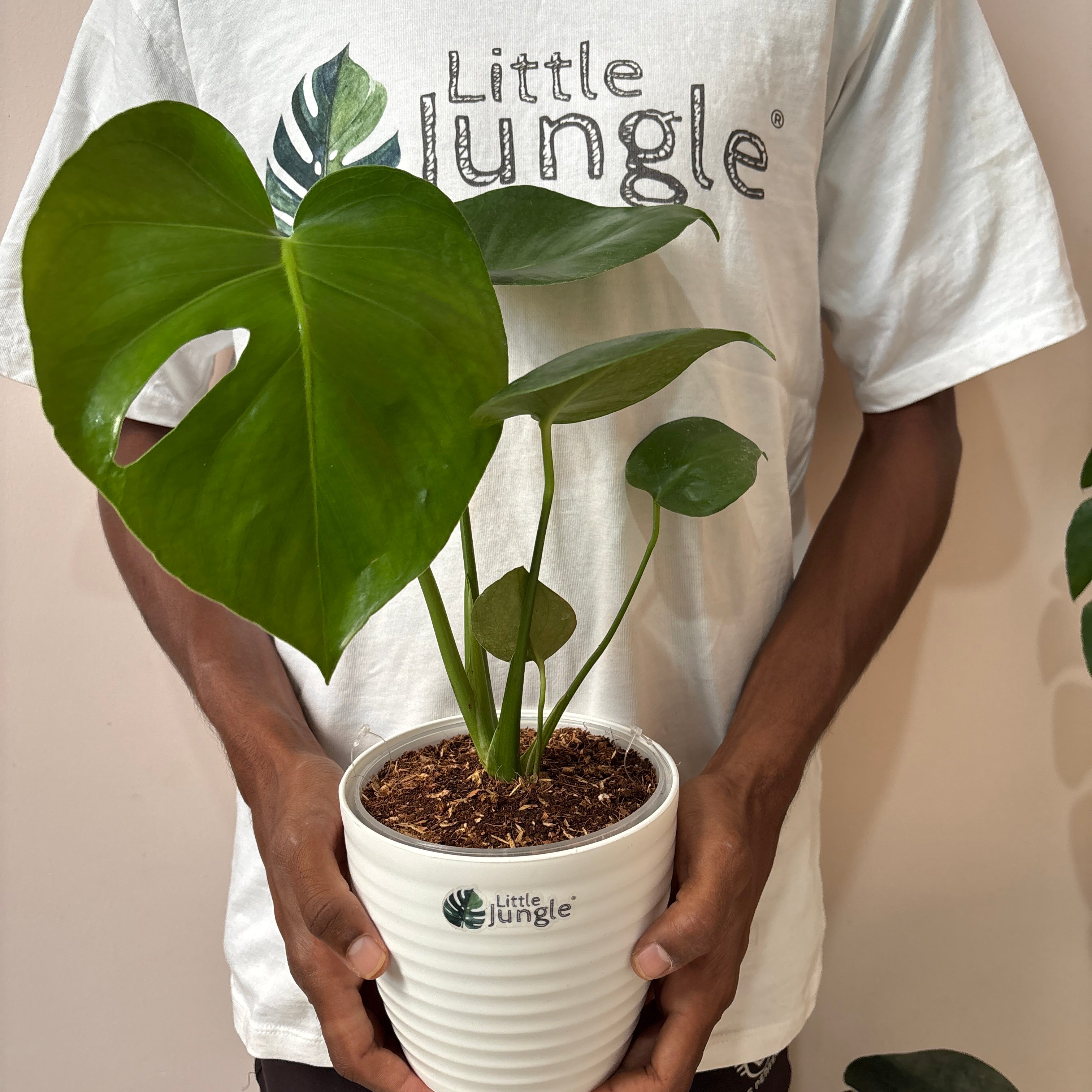 Monstera Deliciosa