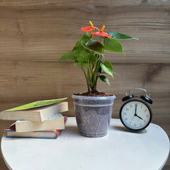 Anthurium Orange