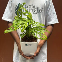 Monstera Adansonii