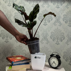 calathea fasciata