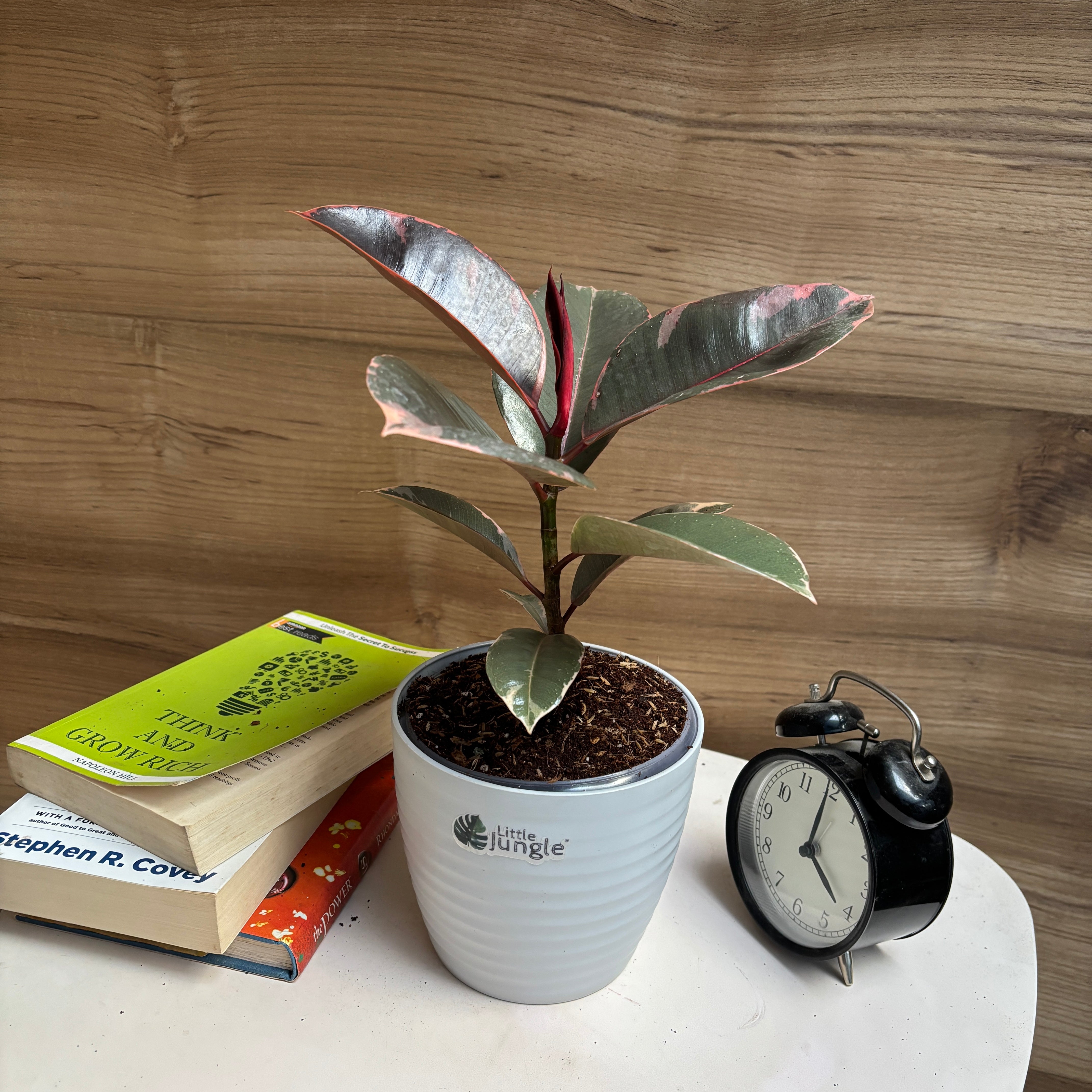 Ficus Elastica Variegated pink ruby