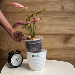 Syngonium Orm Nak