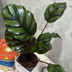 calathea fasciata