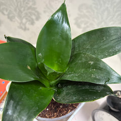 Sansevieria Black Dragon