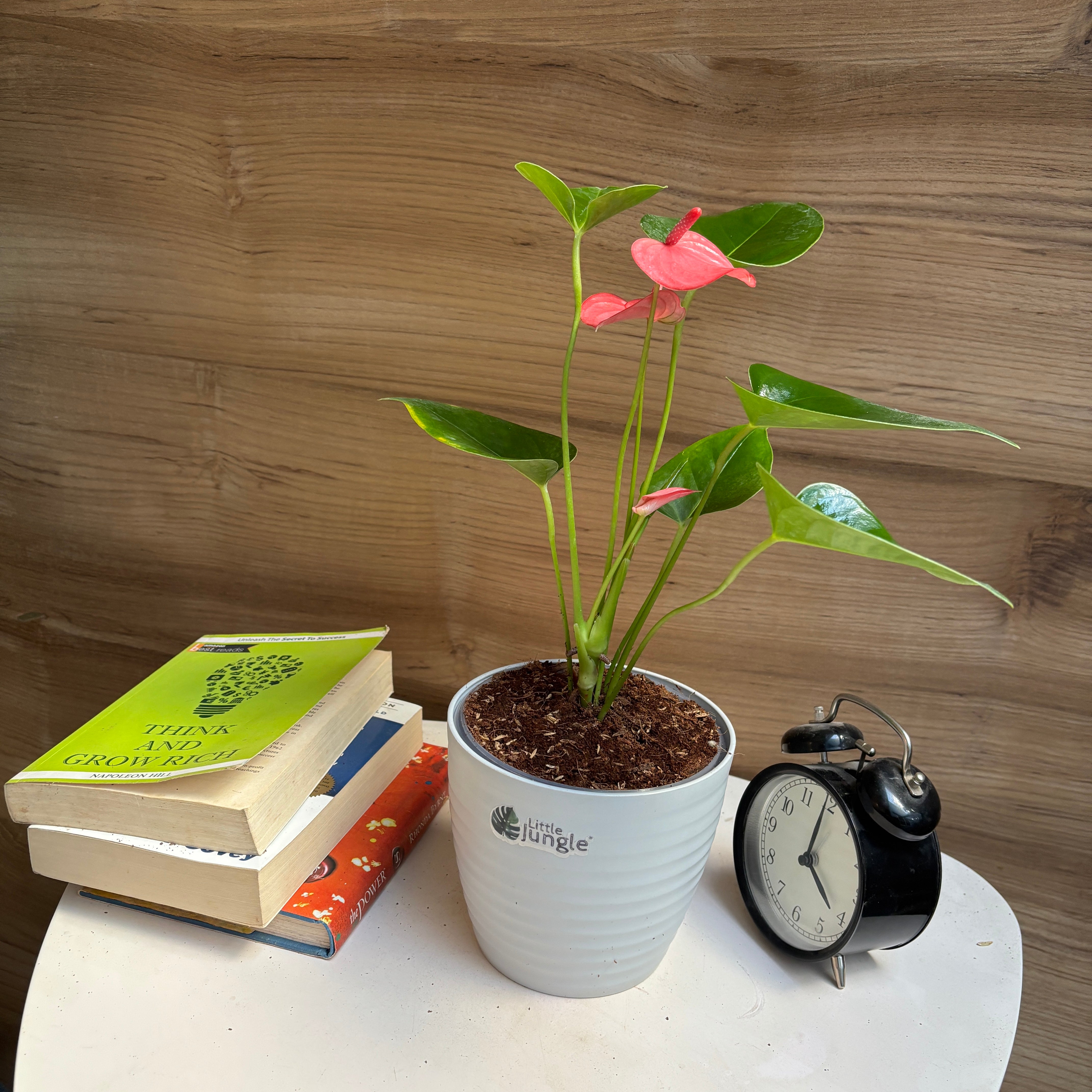 Anthurium Pink Flower