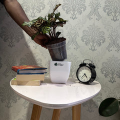calathea makoyana