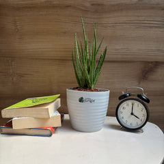 Sansevieria Fernwood