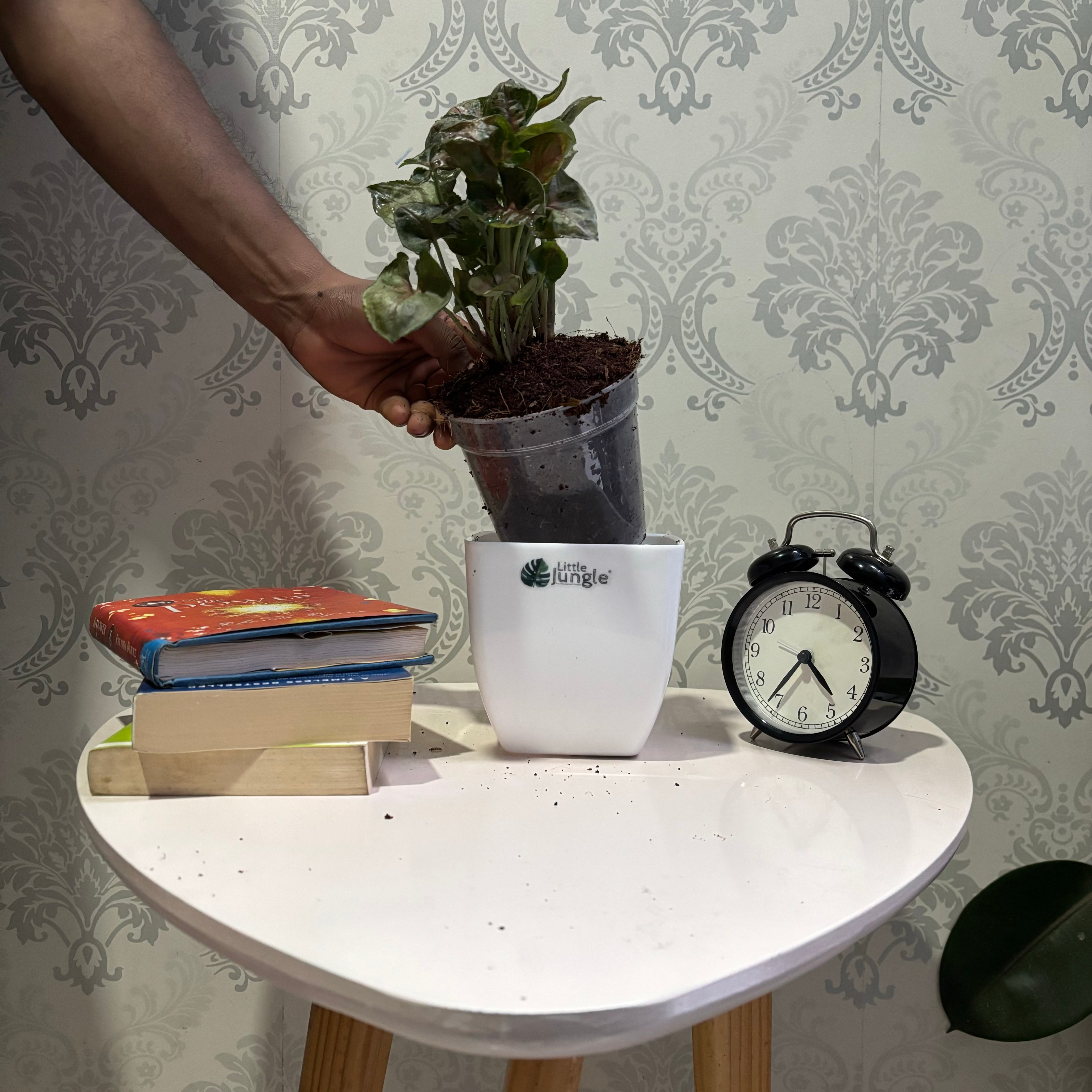 Syngonium Mini Allusion