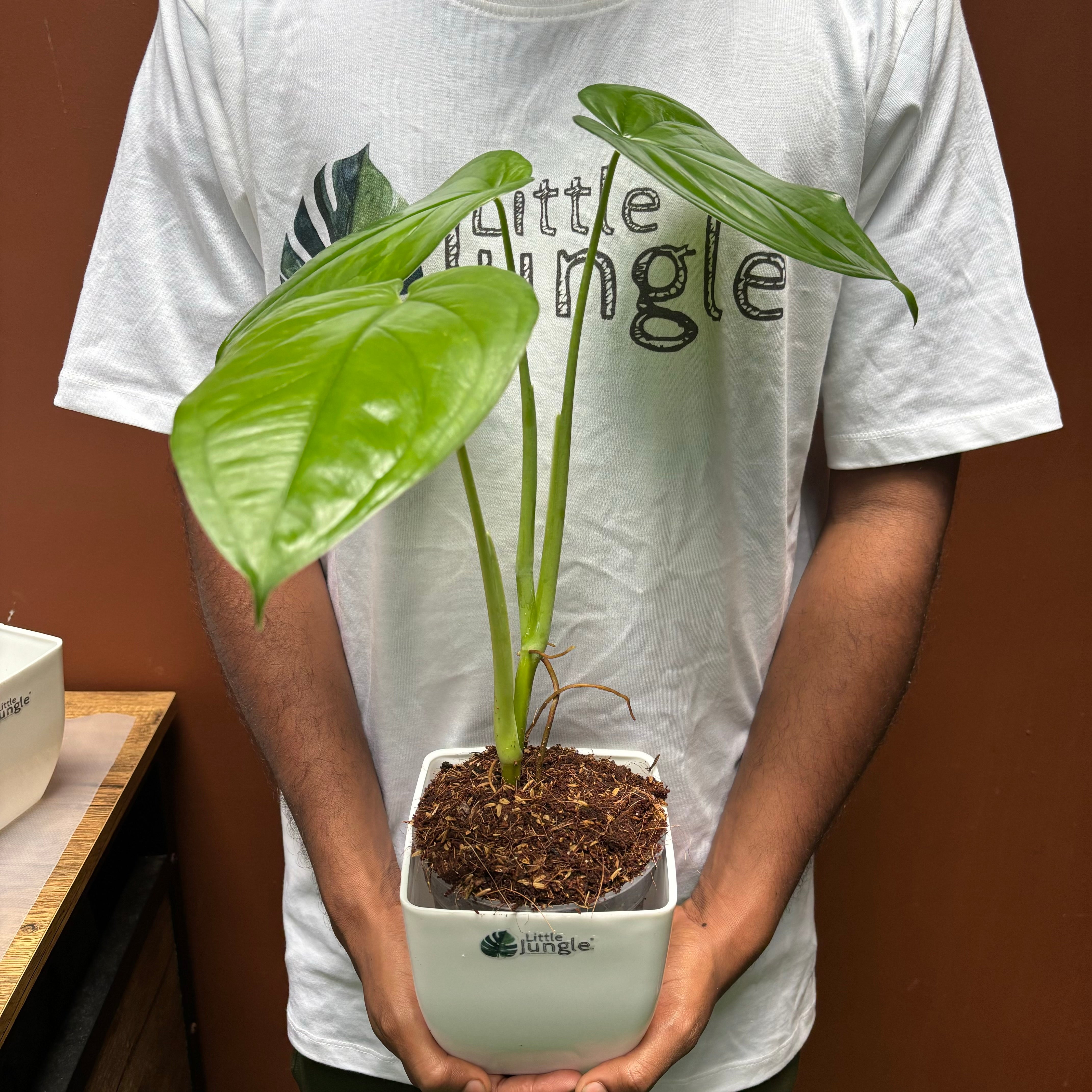 Syngonium Chiapnese