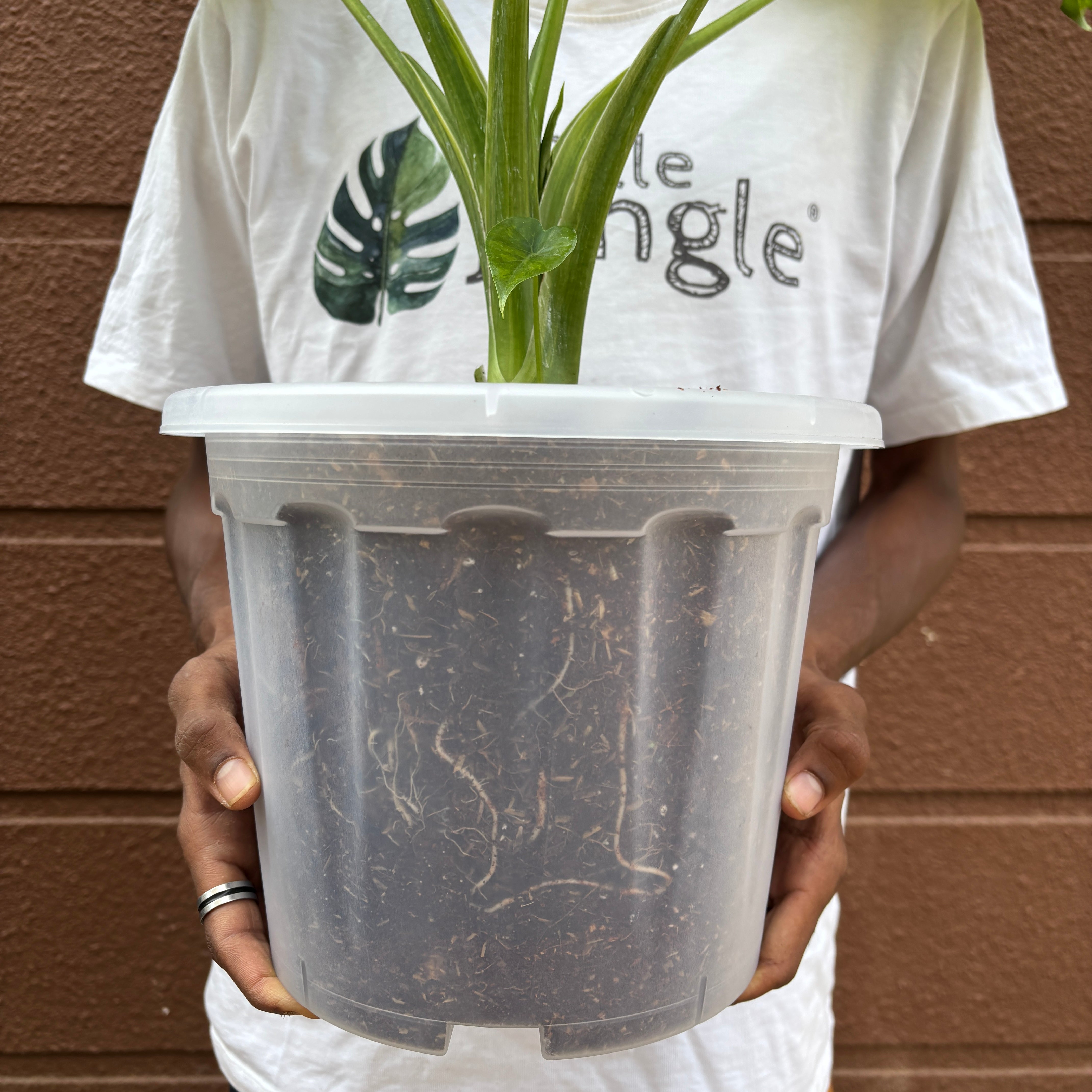 10” (pack of 4) Clear Transperant Nursery Pots For Growing ,Repotting , Water And Root Monitoring