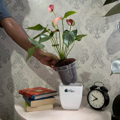 Anthurium Mystique