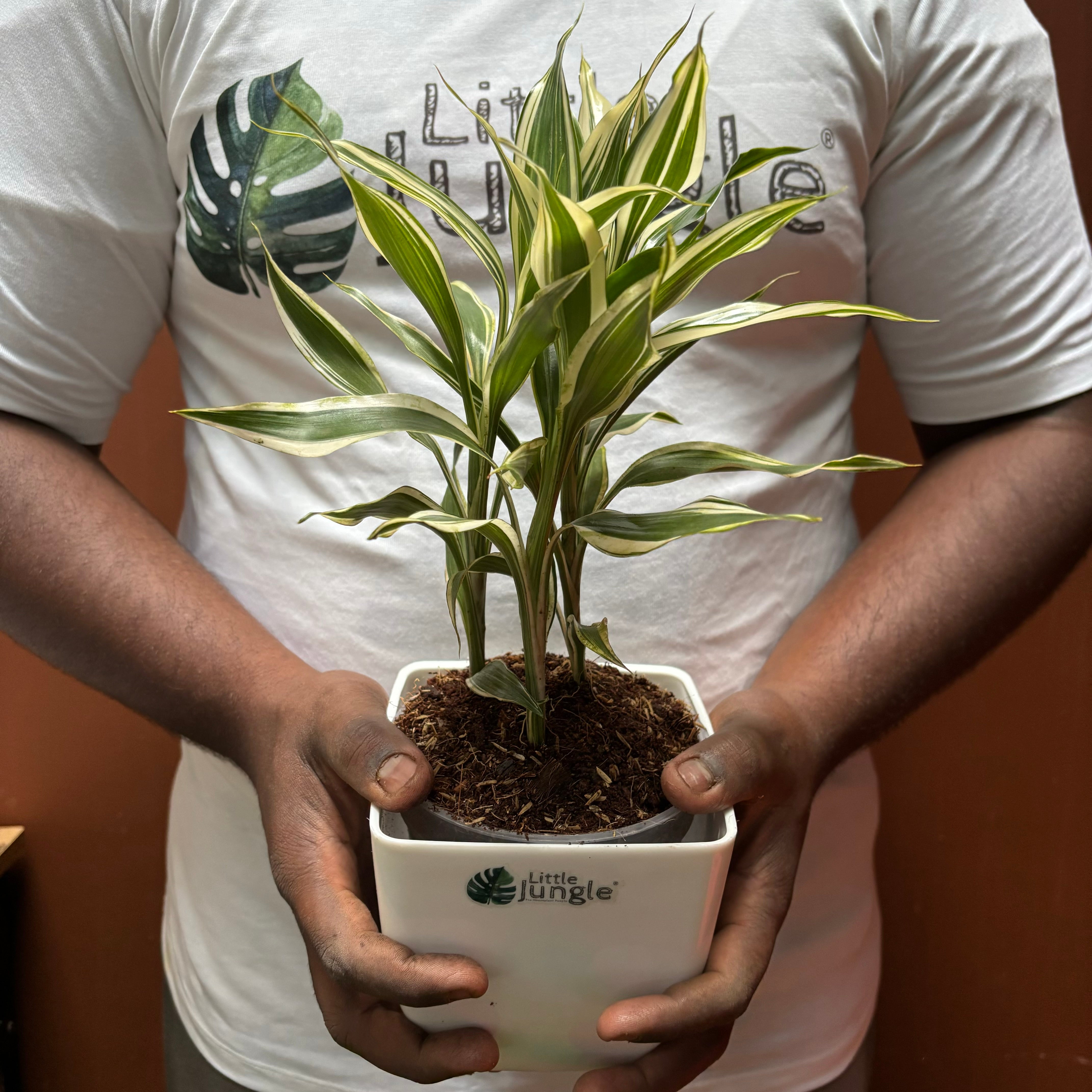 Lucky bamboo variegated