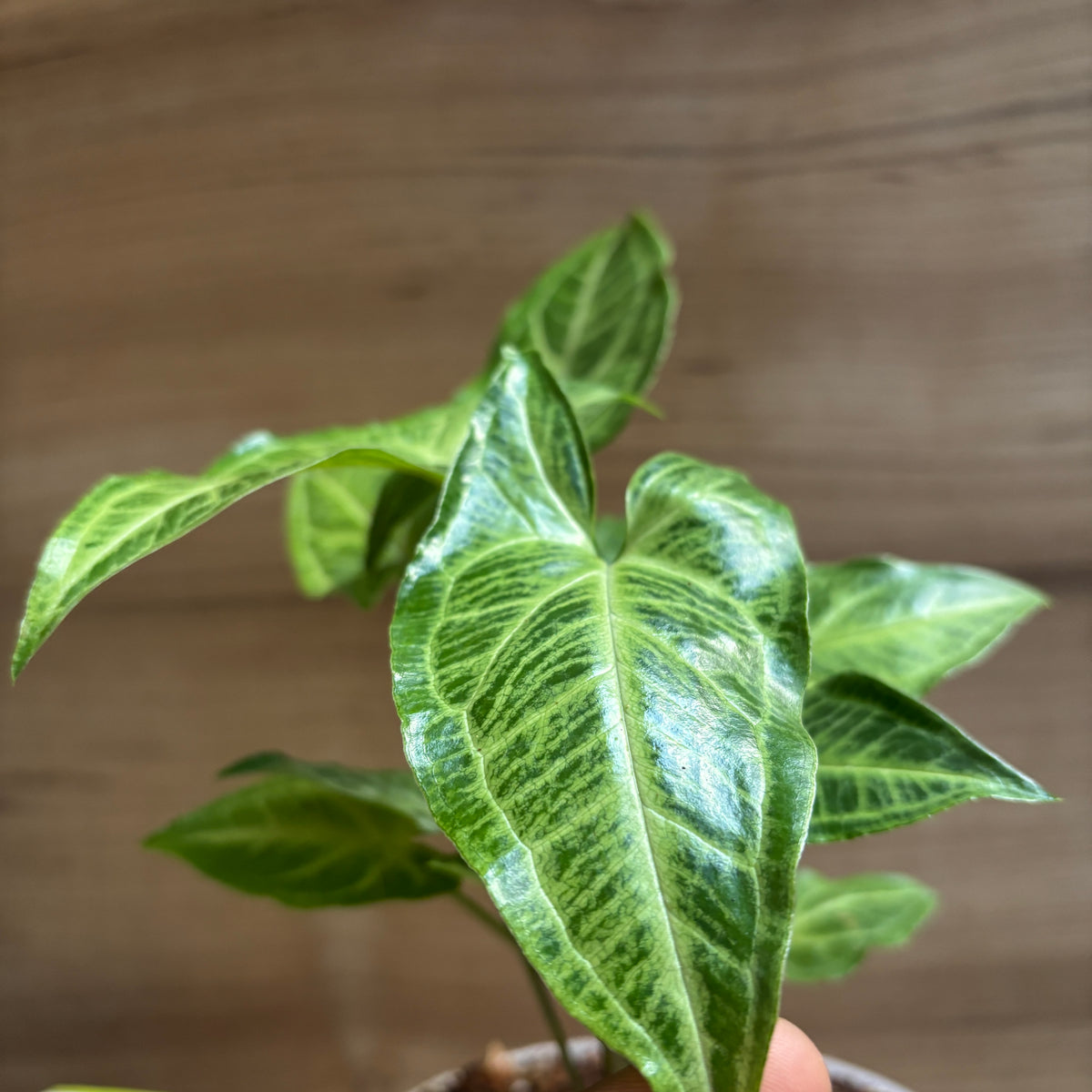 Syngonium Batik