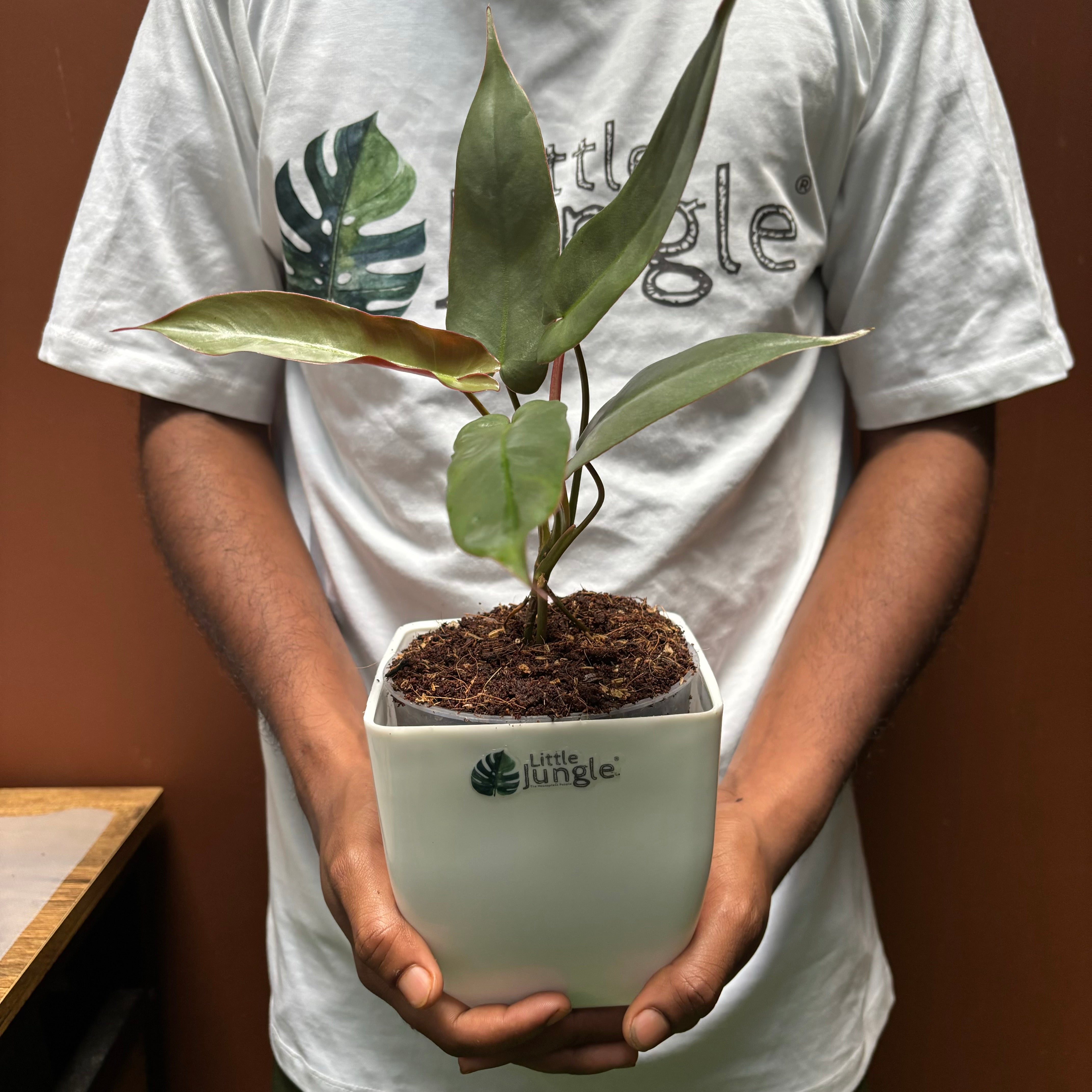 Philodendron Atabapoense