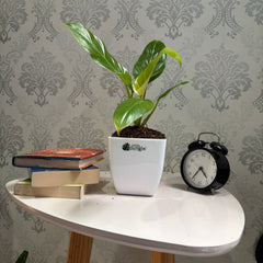 Philodendron melononii gold