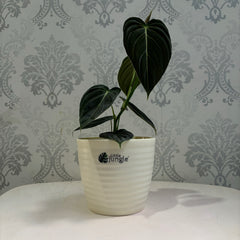 Little jungle Decora 5 Planters(Pack of 4) With out Holes ..(Biege)
