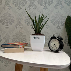 Sansevieria silver princess
