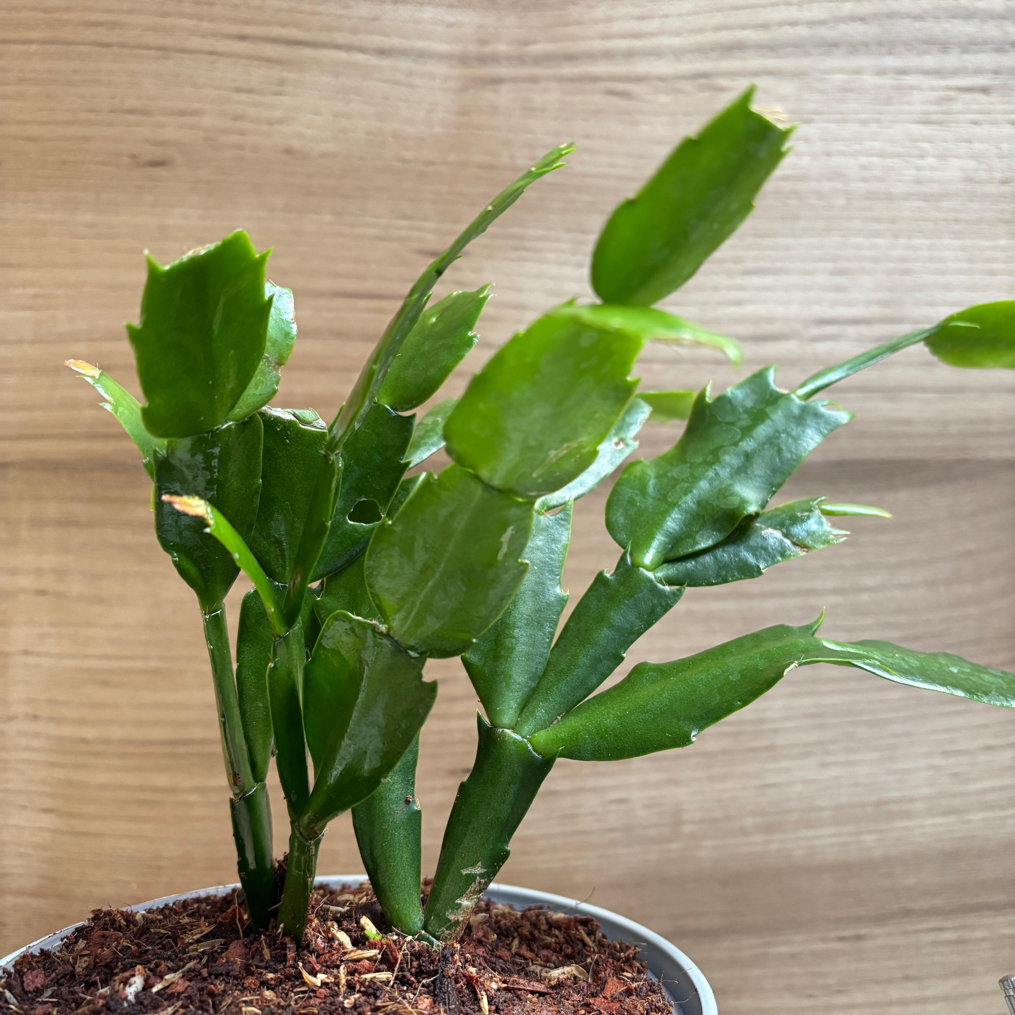 Christmas Cactus, with 5.5 inches white decor pot