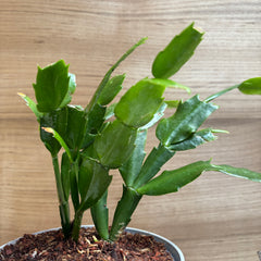 Christmas Cactus, with 5.5 inches white decor pot