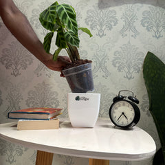 Calathea Goeppertia zebrina