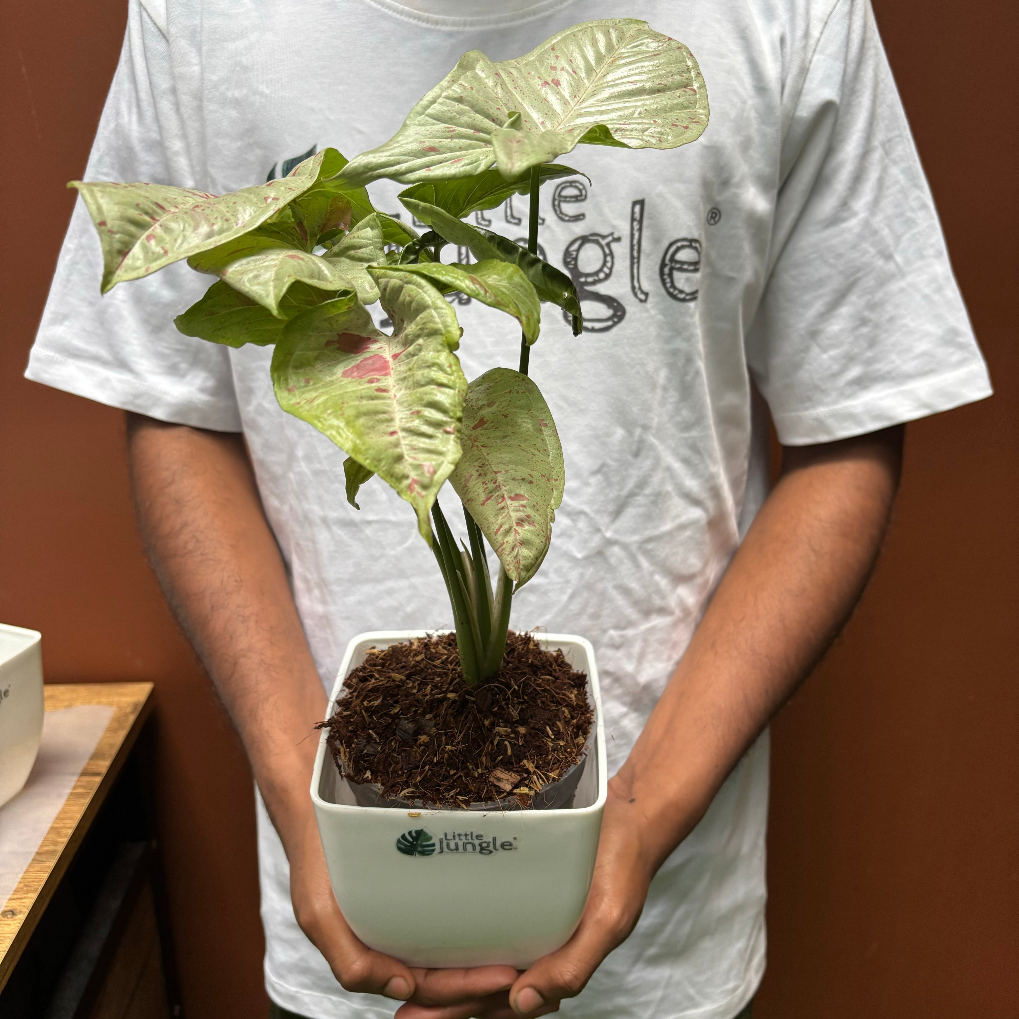 Syngonium Milk Confetti