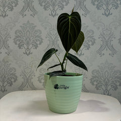 Little jungle Decora 5 Planters(Pack of 4) With out Holes ..(Green)
