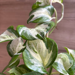 Manjula Pothos