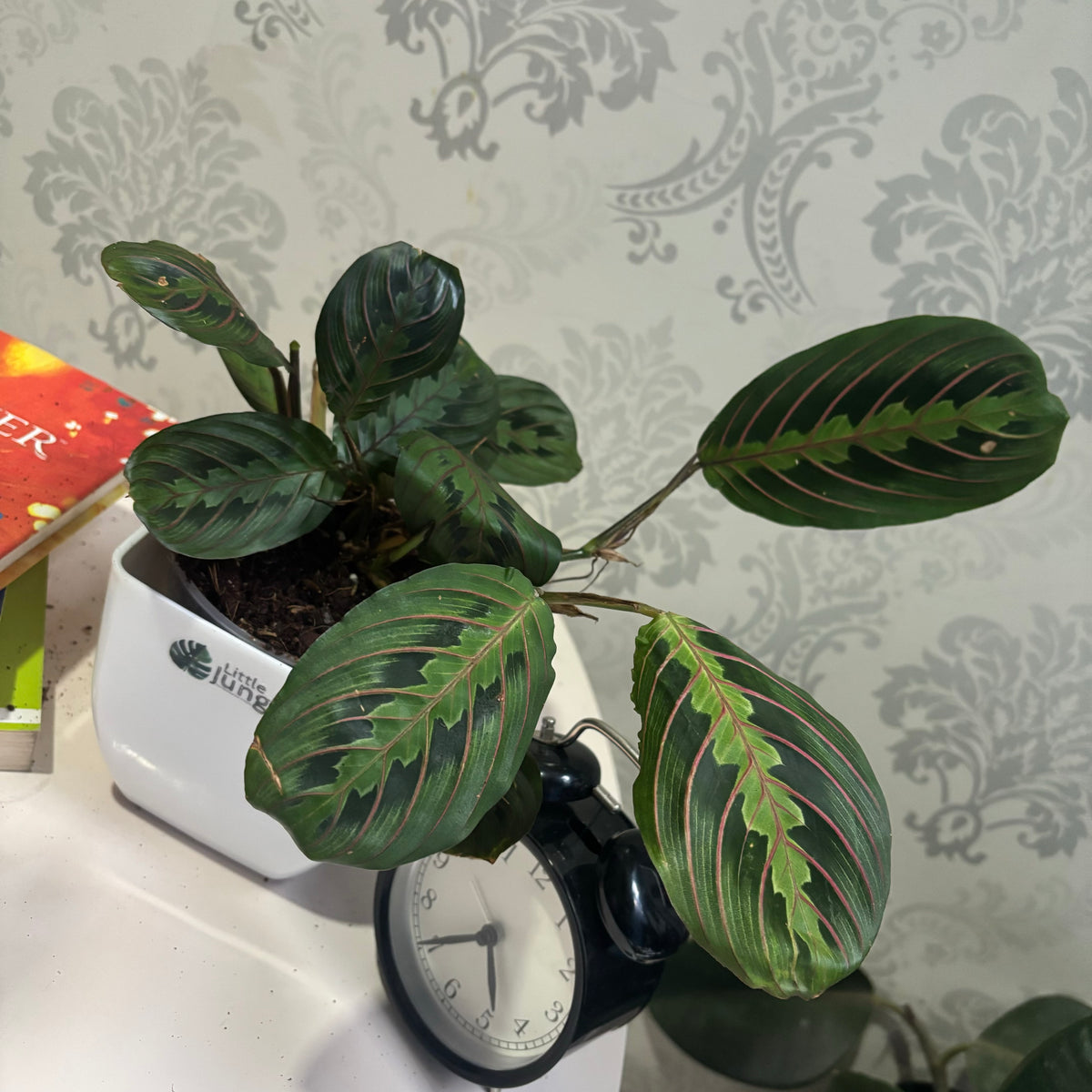 Red Maranta leuconuera