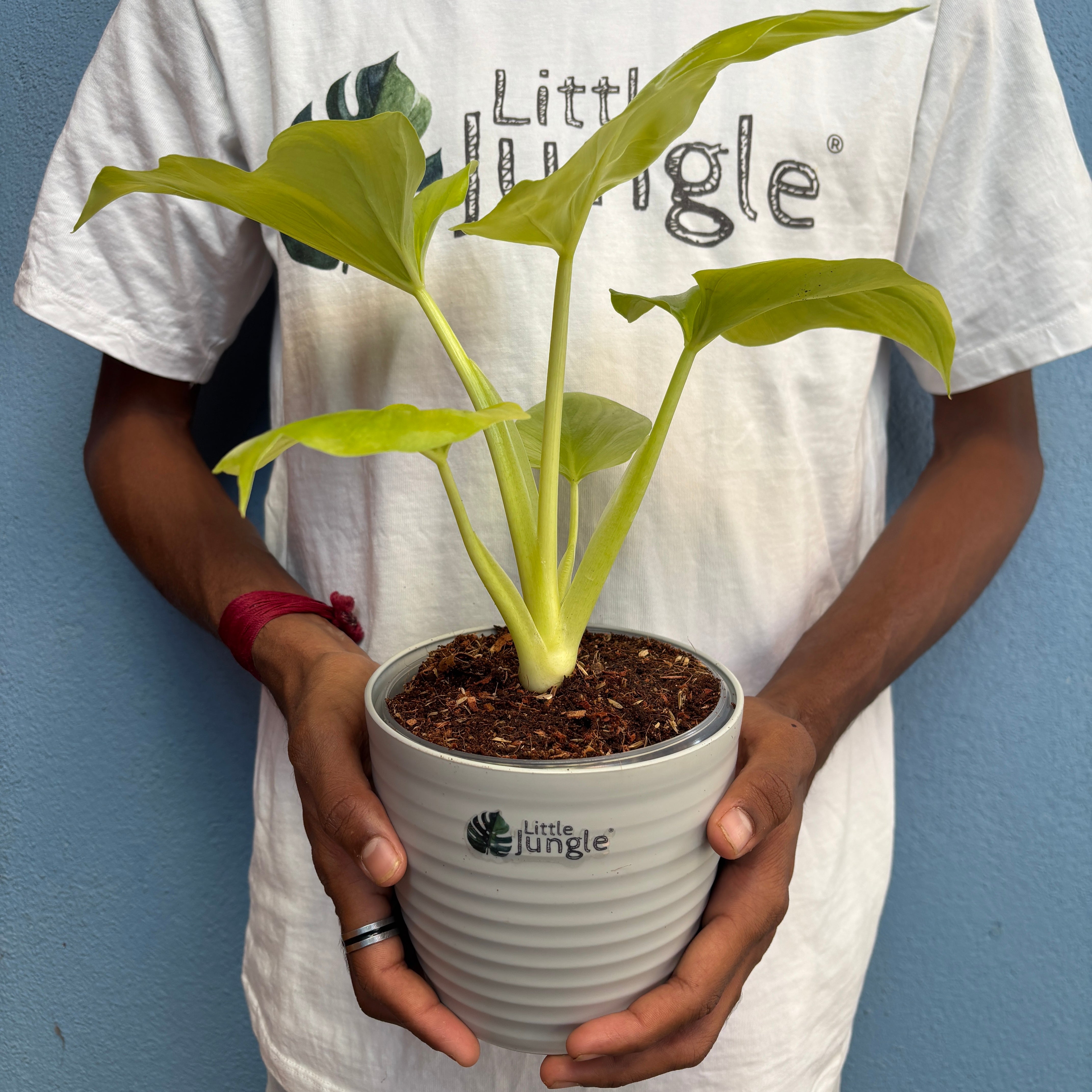Philodendron Hope Selloum Gold