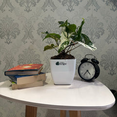 Syngonium albo variegata