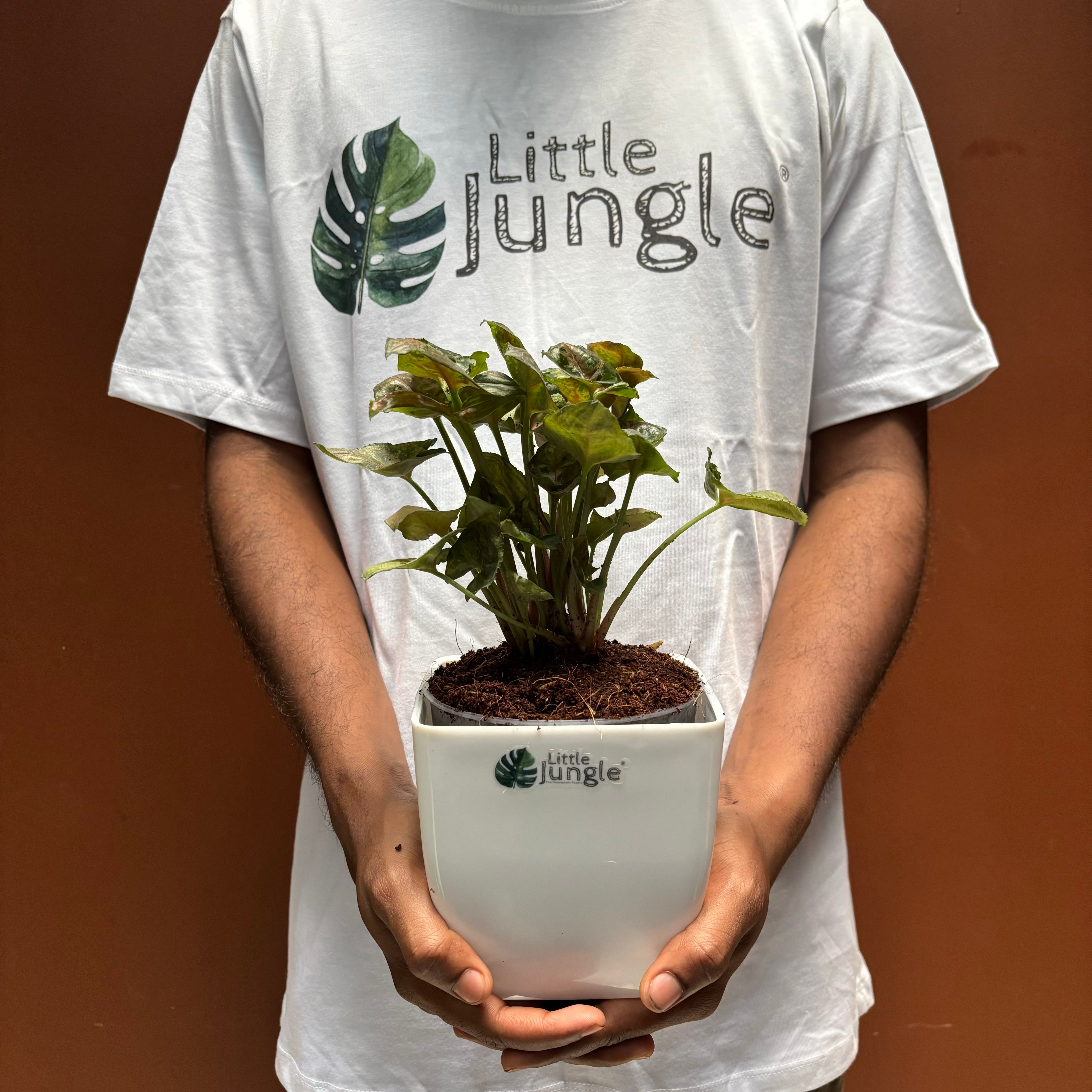 Syngonium Mini Allusion