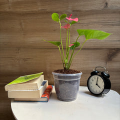 Anthurium Pink Flower