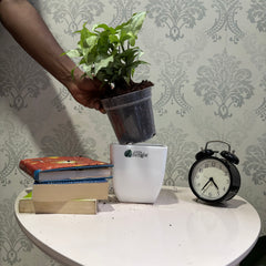 Syngonium Holly