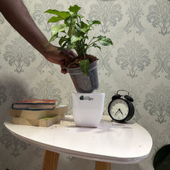 Syngonium cream Allusion